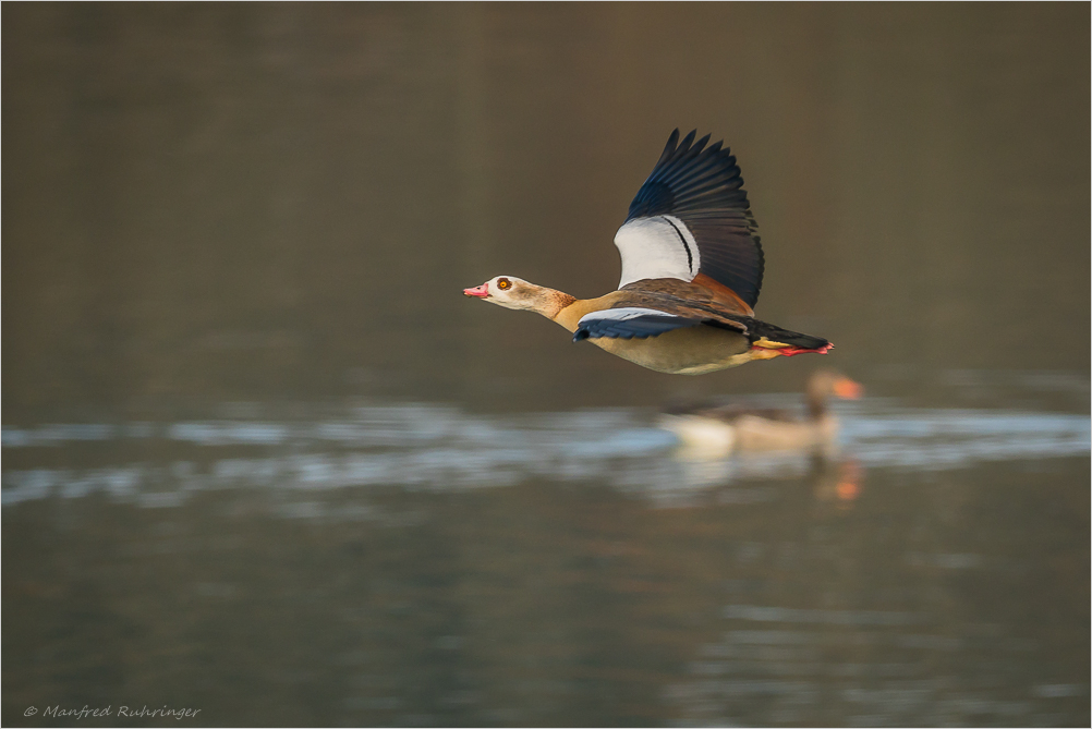 +Nilgans+