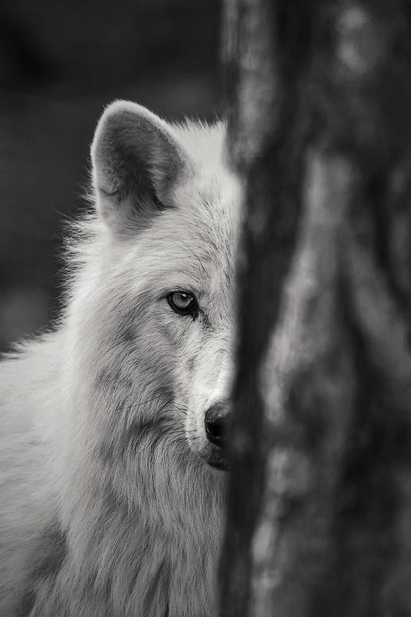Wolf (Forum für Naturfotografen)