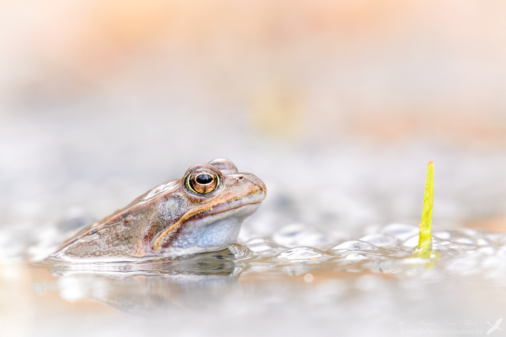 Grasfrosch (Rana temporaria)