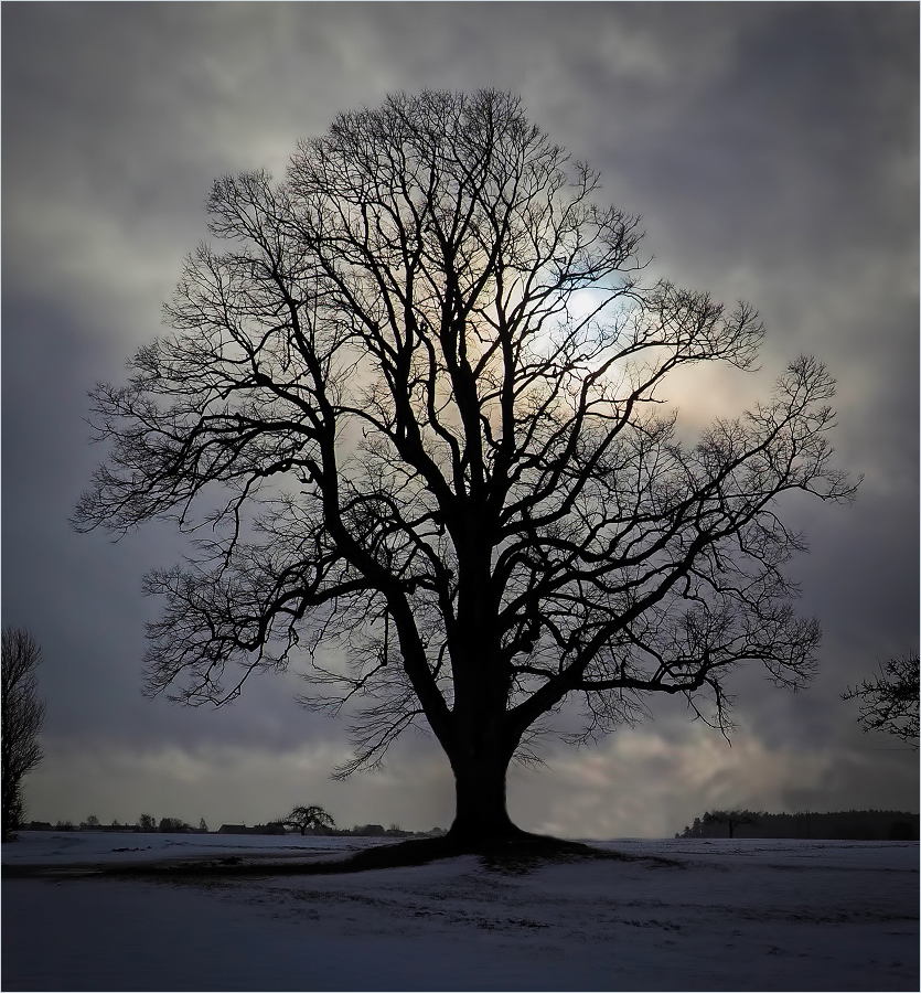 Winterlicher Baum