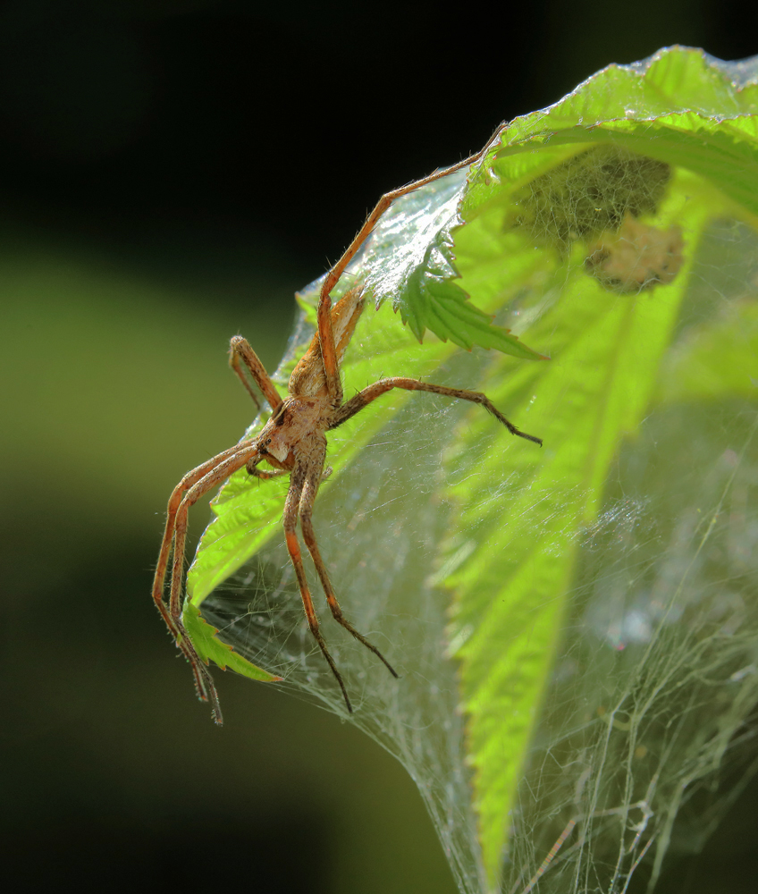 Fortsetzung: Listspinne....