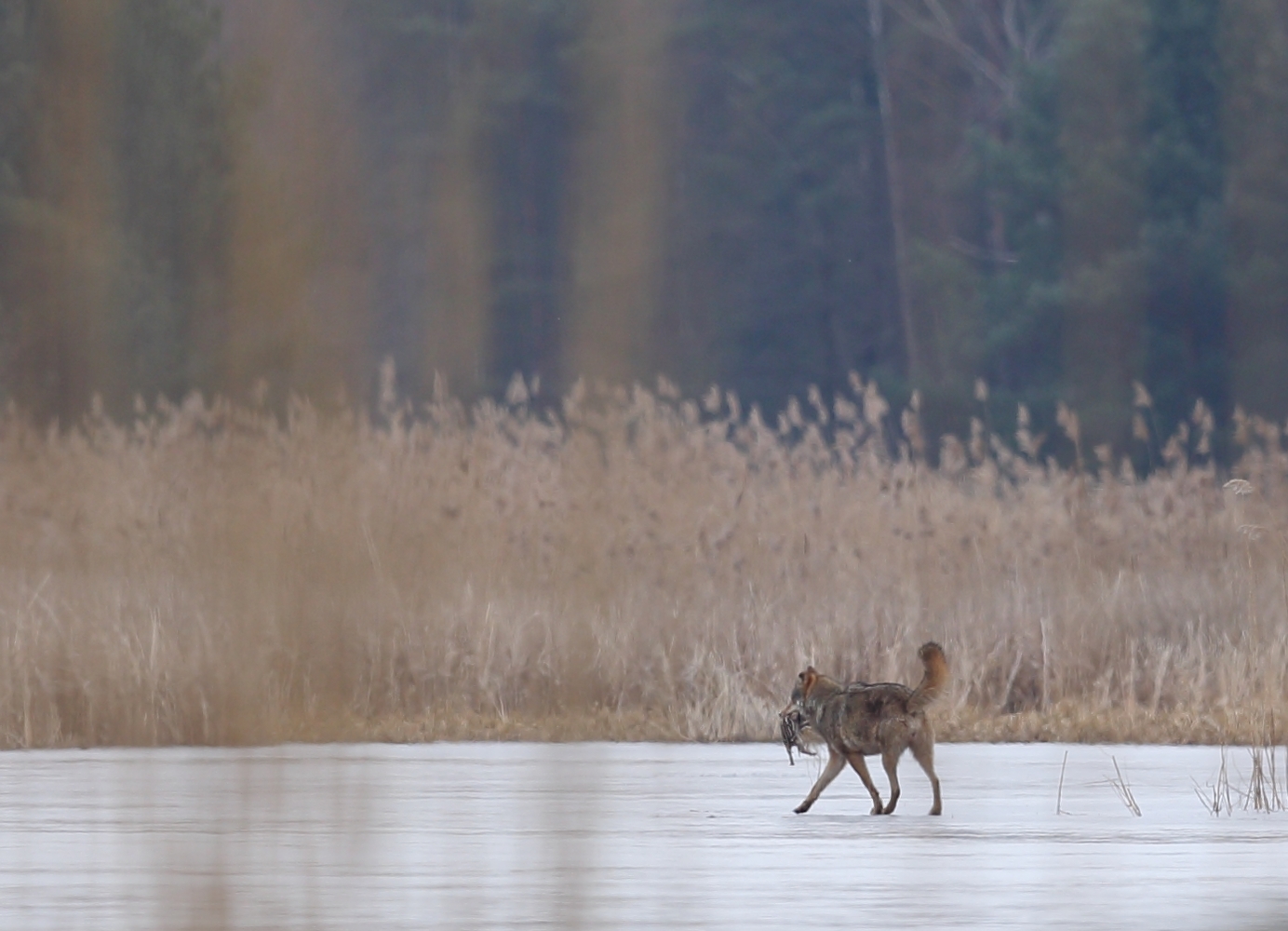 Wolf mit Frischling