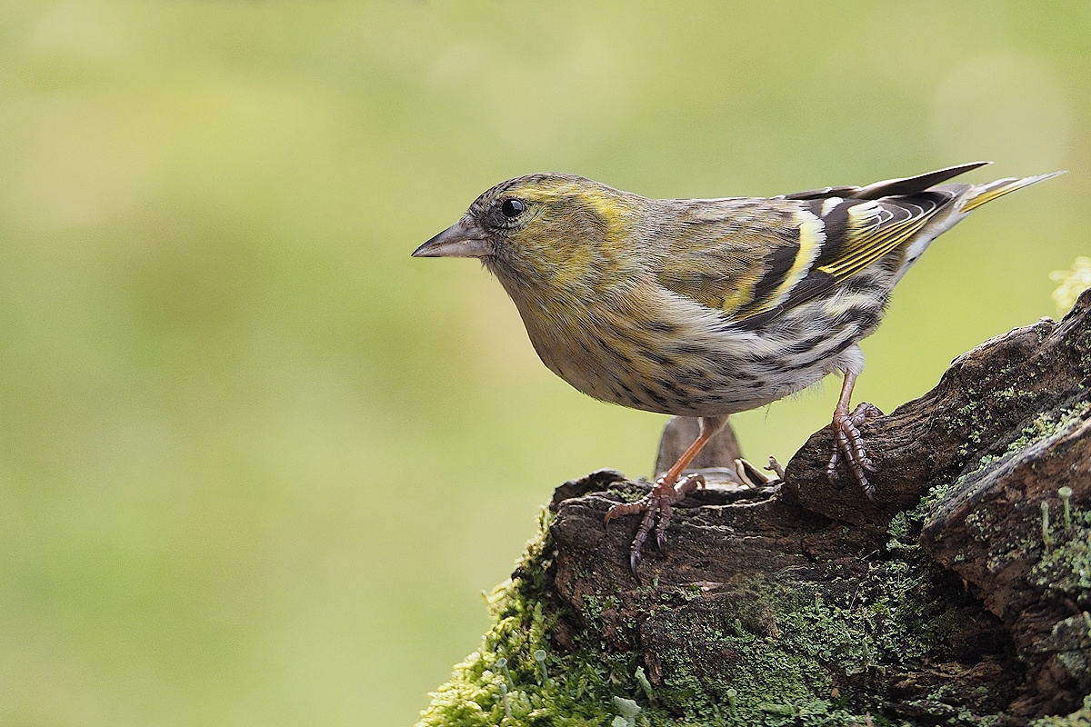 Zeisig (Forum für Naturfotografen)