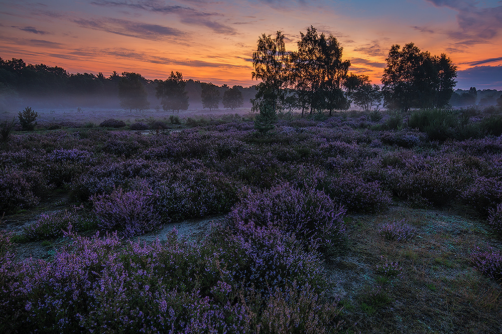 Wahner Heide