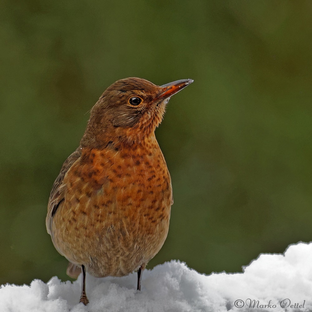 Amsel (Turdus merula)