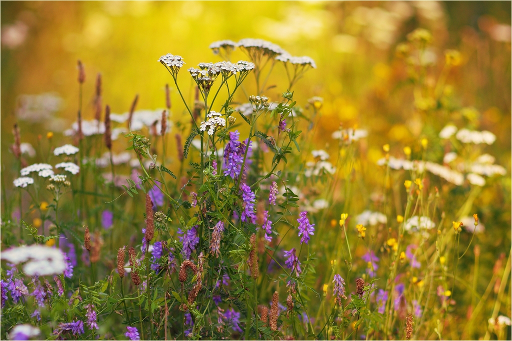 Sommerfarben