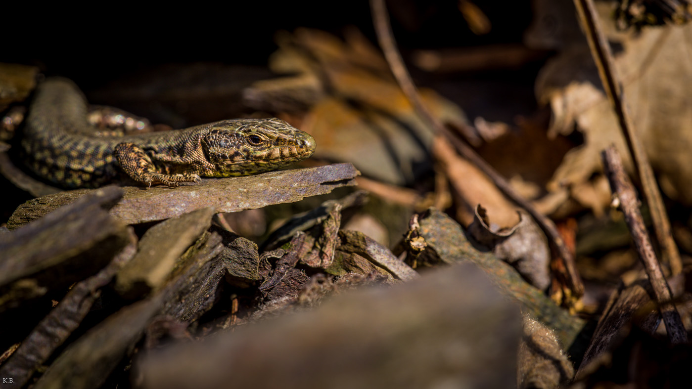 Podarcis muralis an der Mosel