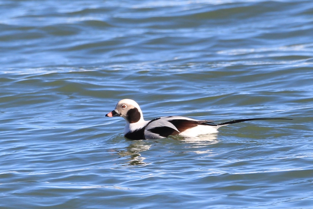 Eisente (Clangula hyemalis)