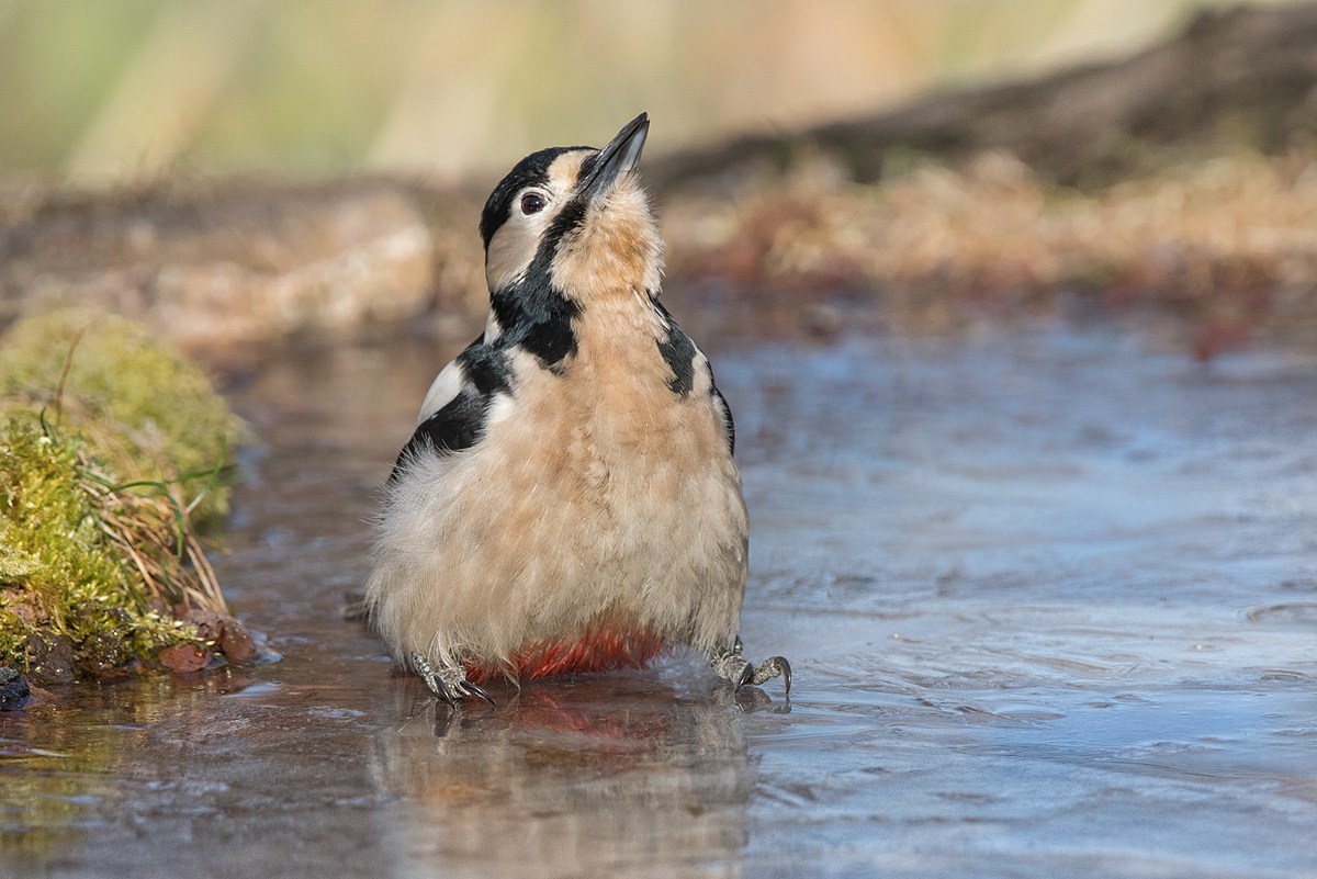 Eisvogel