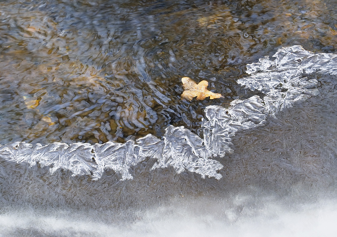 Ein Winterblatt