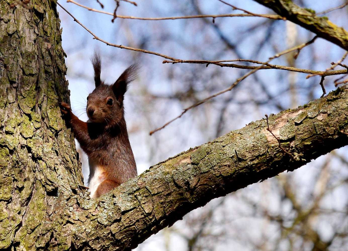 mein erstes Eichhörnchen