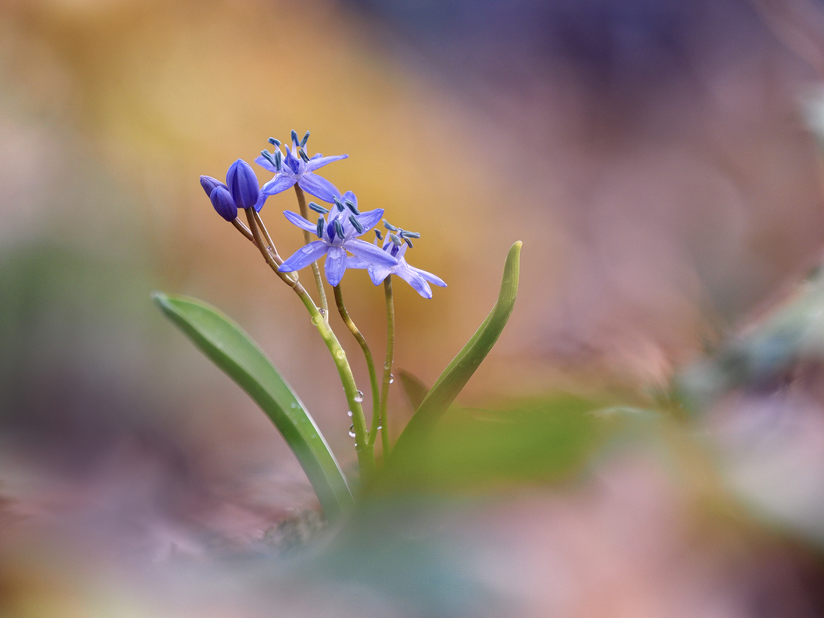 mein erster Blaustern