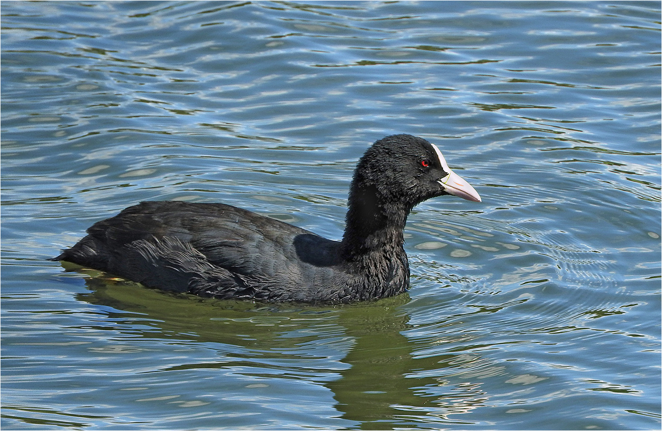Blesshuhn bei "Seegang"