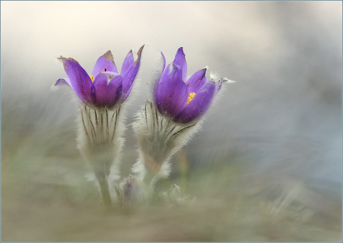 *Pulsatilla vulgaris*