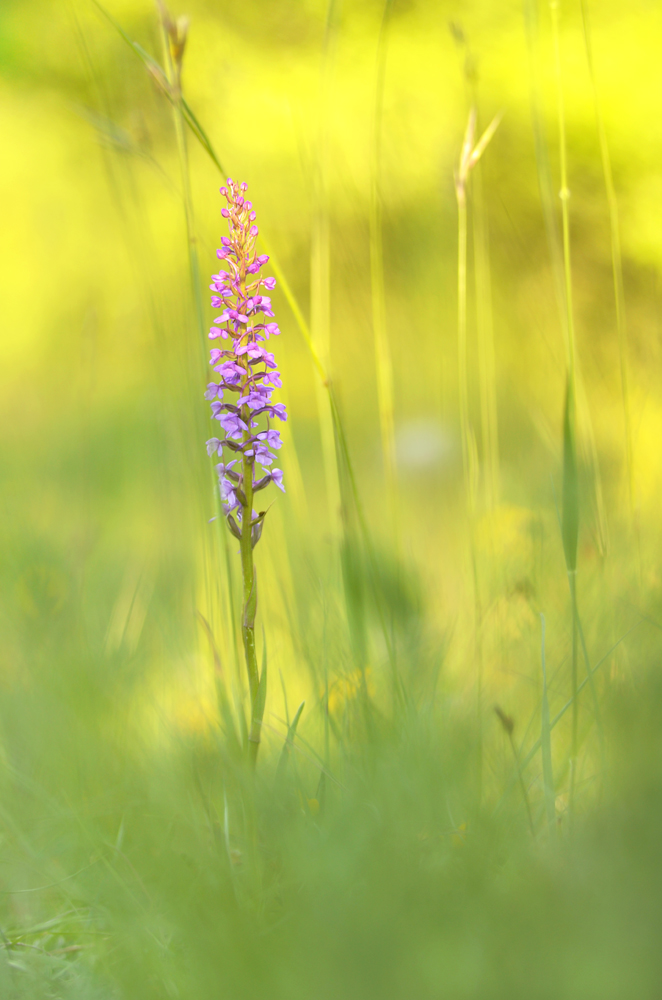 Farbe zur Sommerzeit