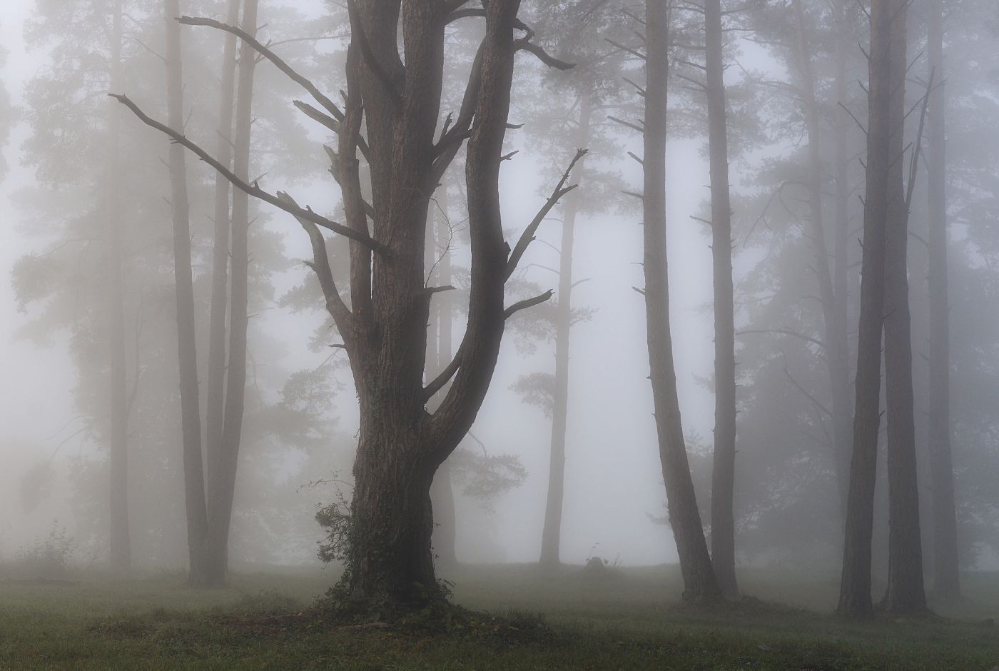 Bäume im Nebel