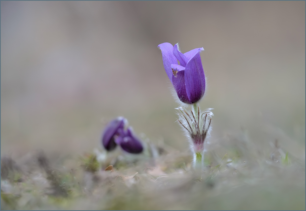 *Pulsatilla Vulgaris_2*