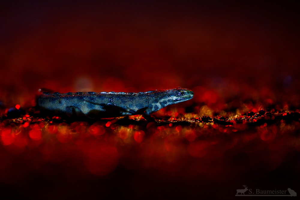 Leben in Mordor