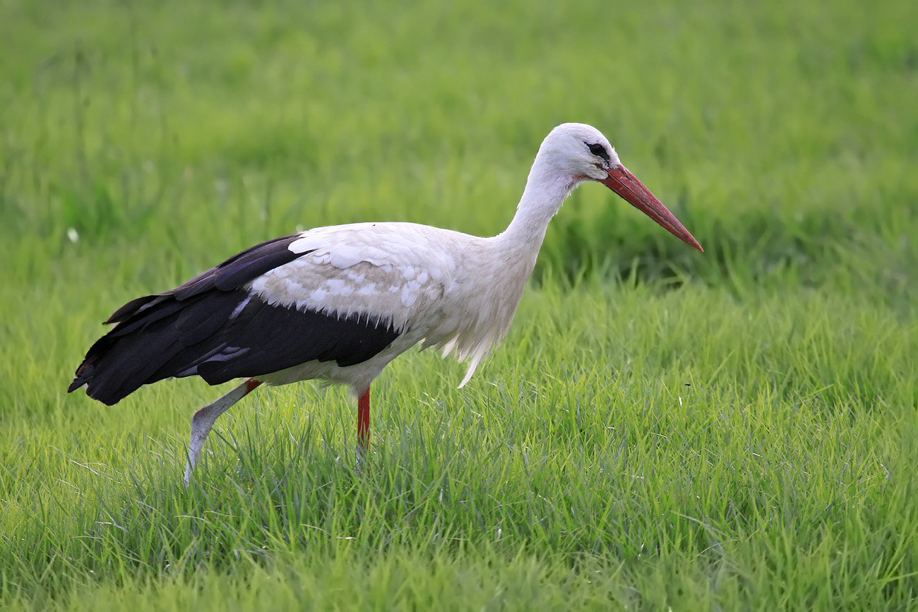 Weißstorch ciconia ciconia