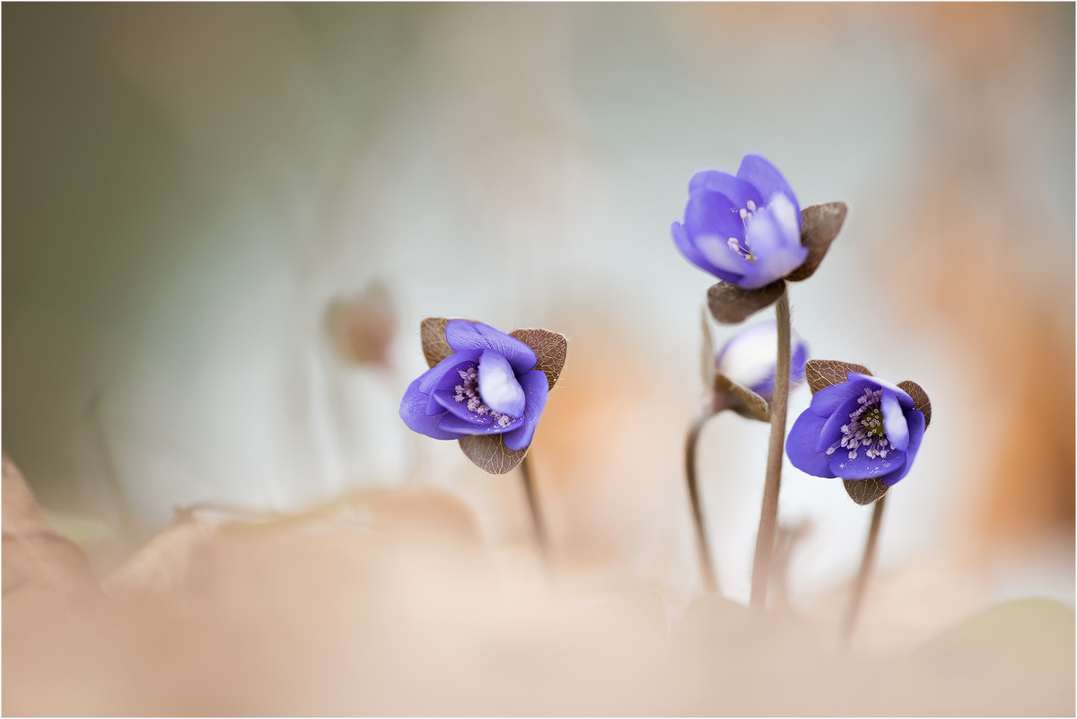 Leberblümchen,