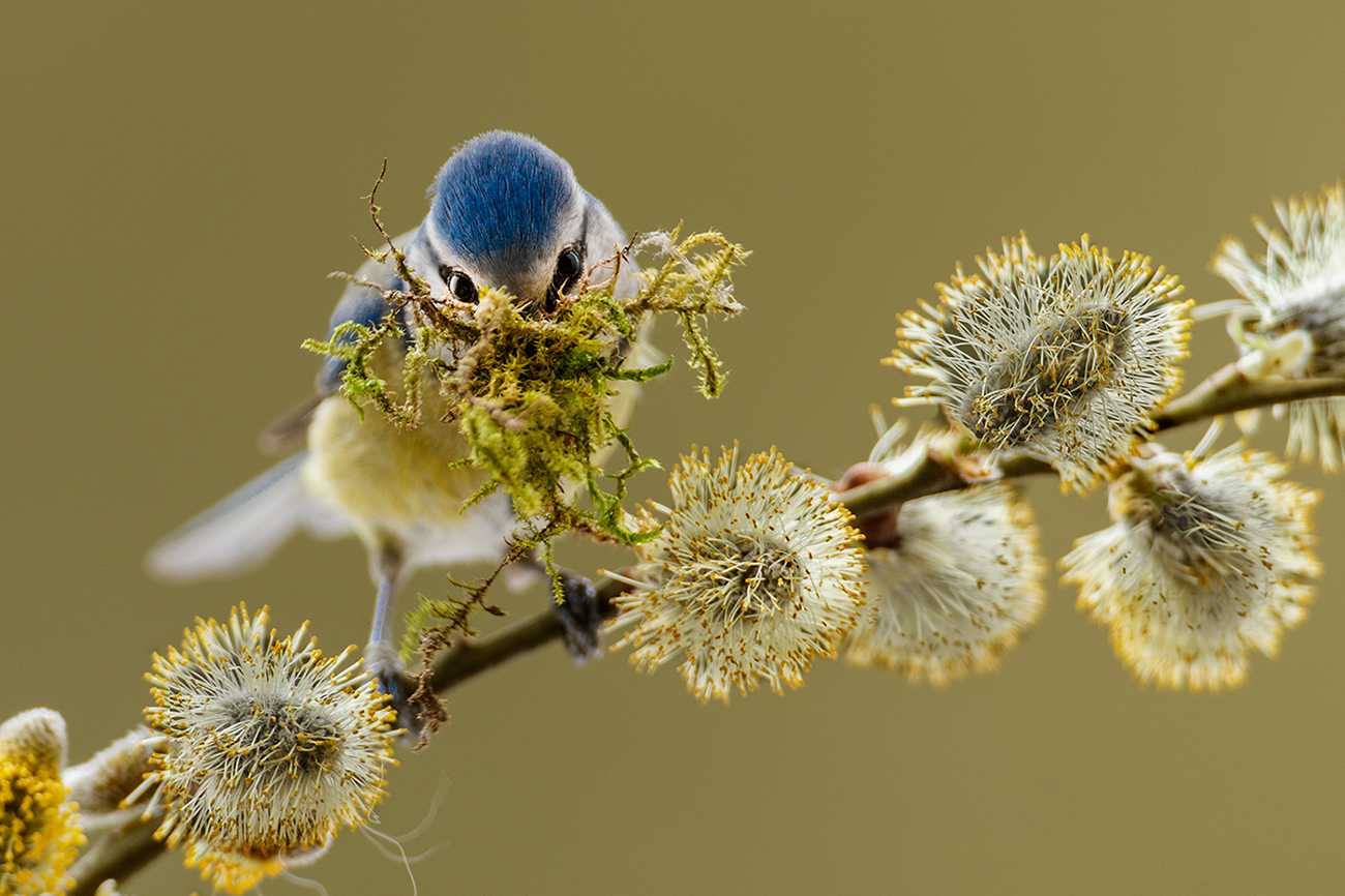 Schielende Blaumeise