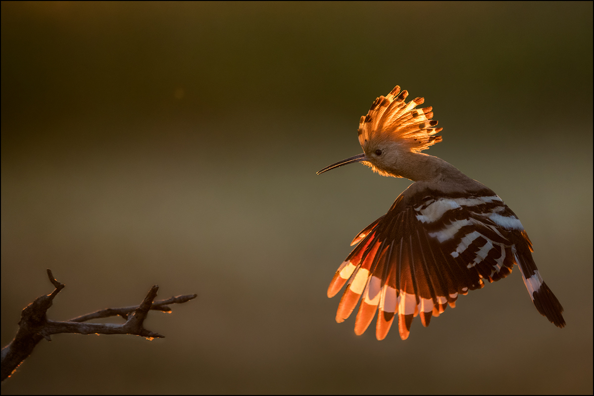 Hoopoe