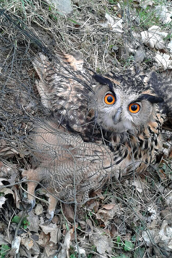 Mensch und Natur?