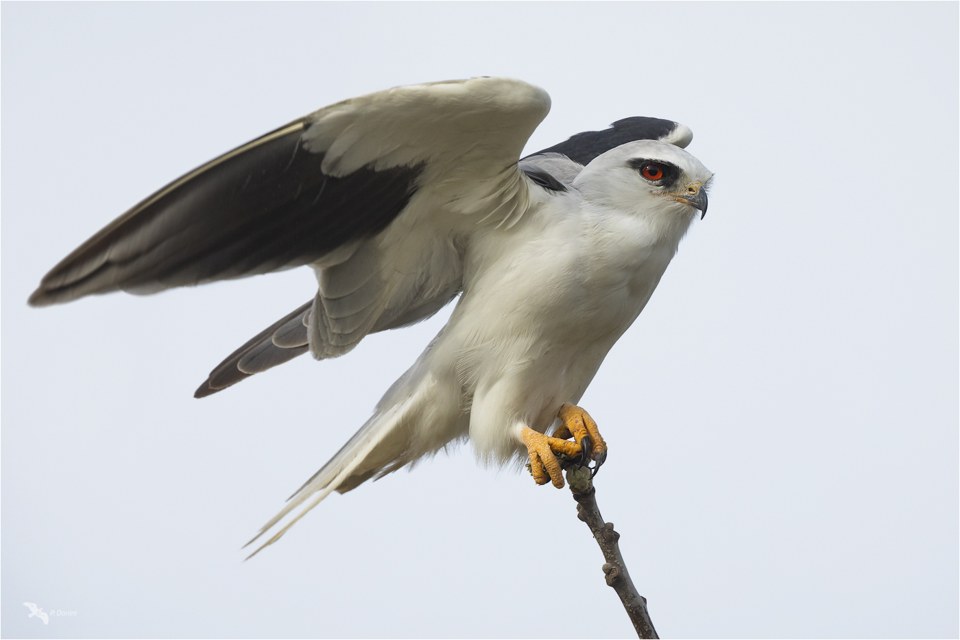 Gleitaar