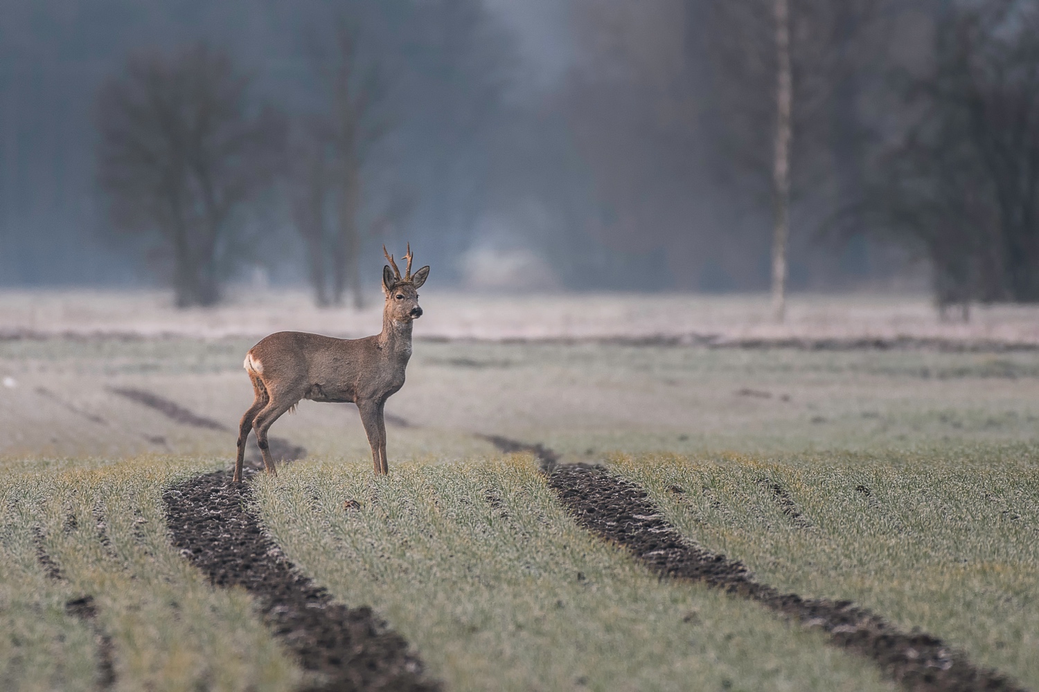 Rehbock am Morgen