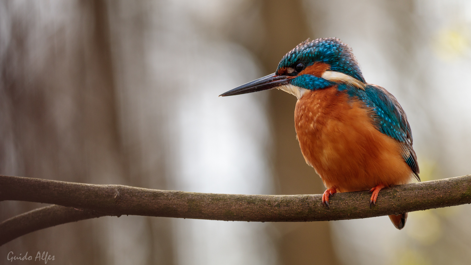 Eisvogel