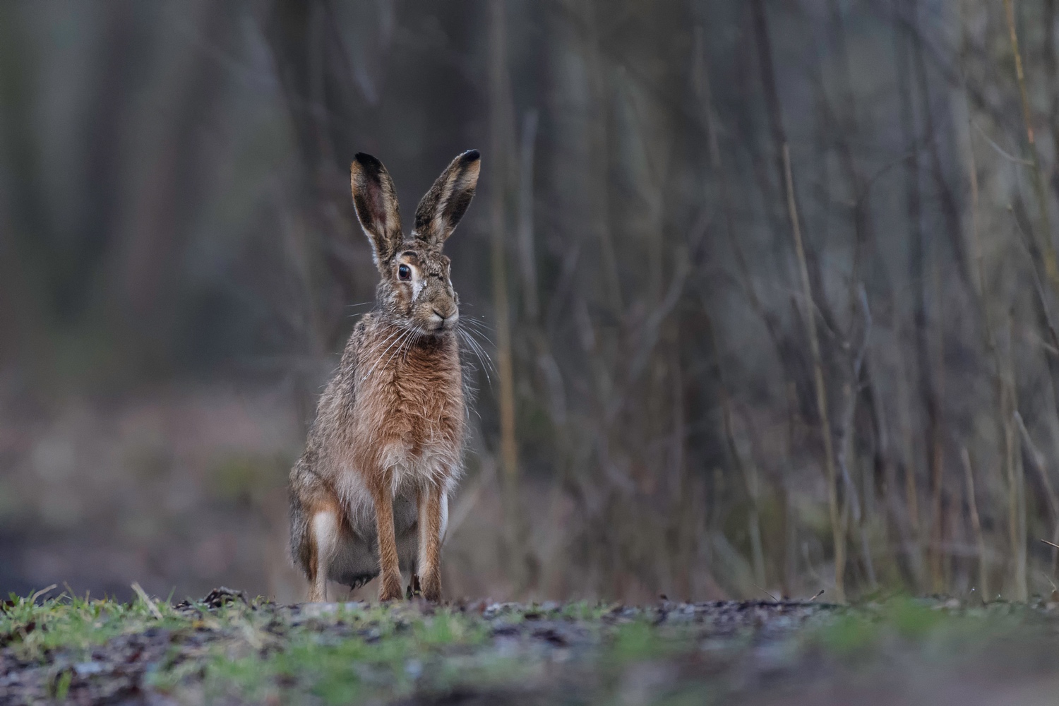 "Osterhase"