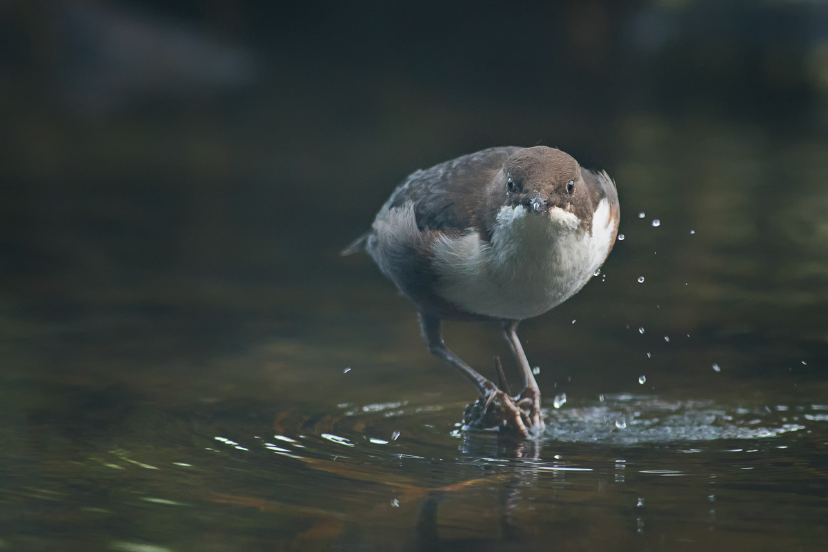 Wasseramsel