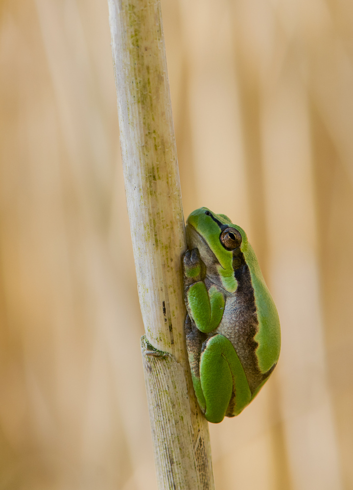 Laubfrosch
