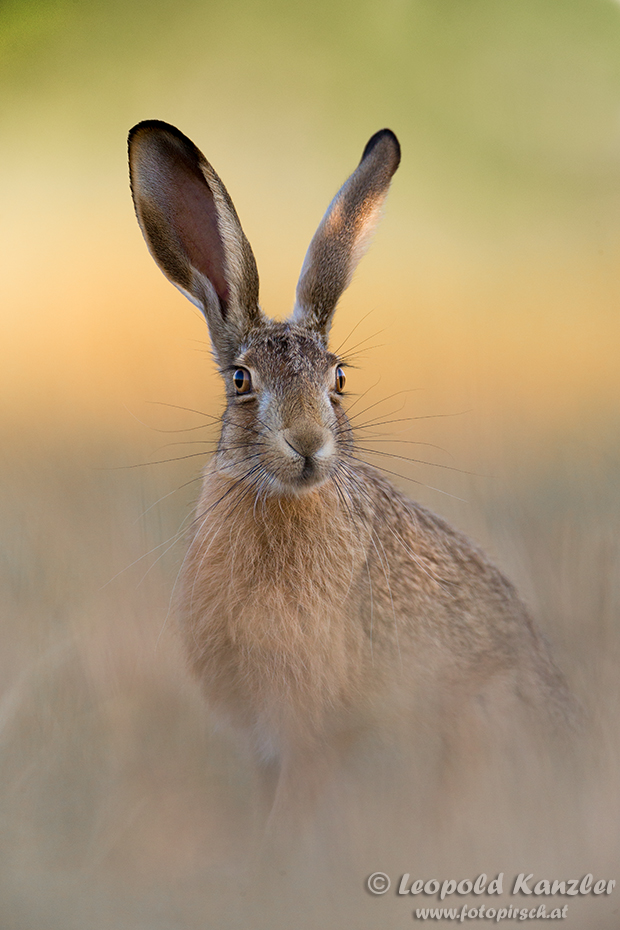 Der Osterhase