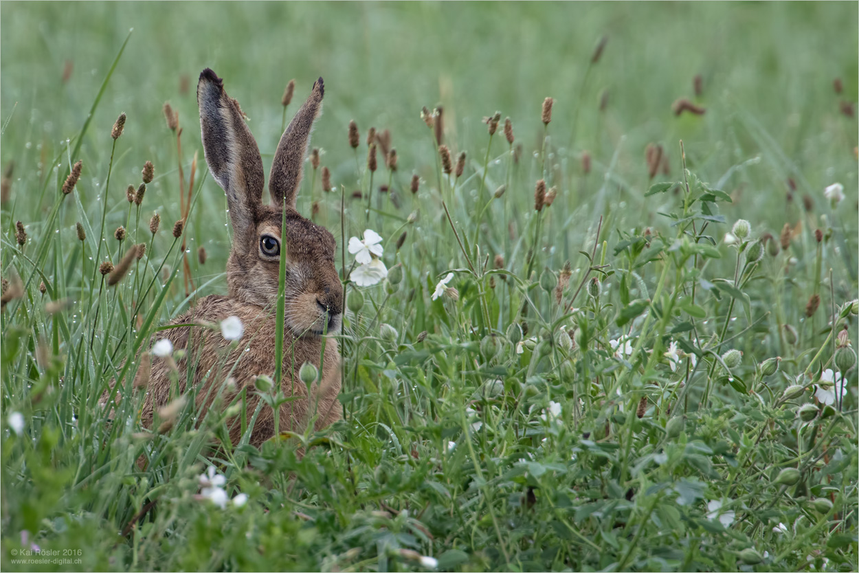 Ostern!