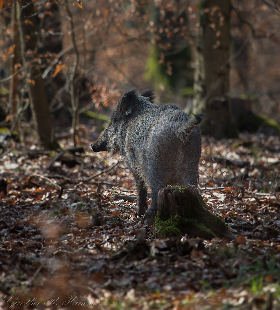 Auch Wildschweine dürfen mal müssen... :-)