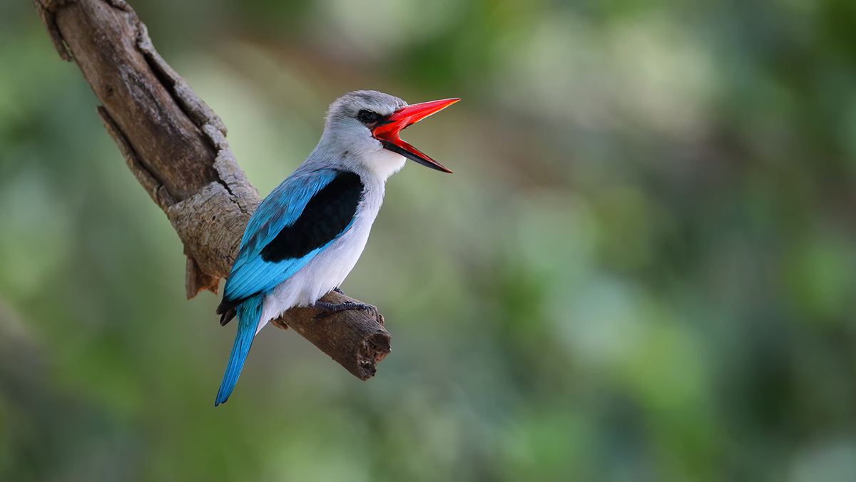 Woodland Kingfisher