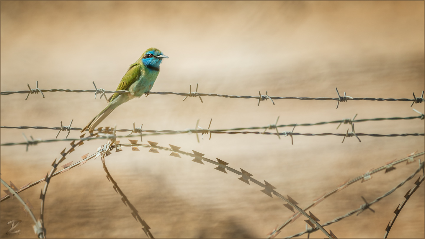 Birding Israel
