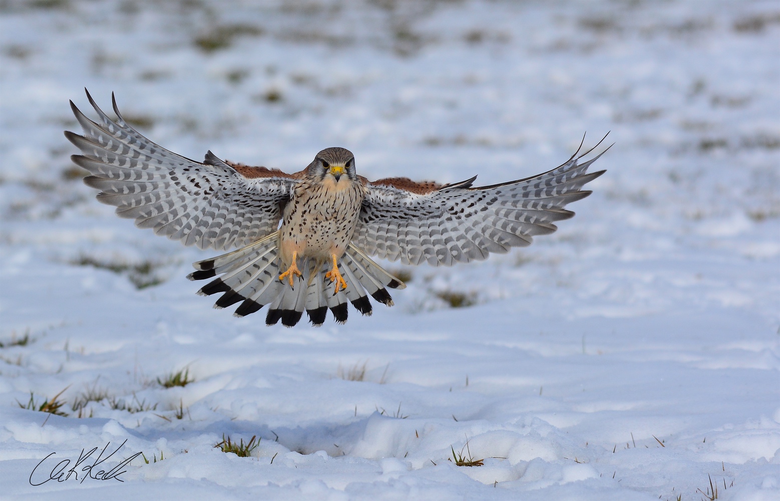 Turmfalke bei der Jagd
