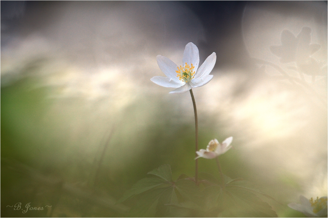 kleine Frühlingsanemonen