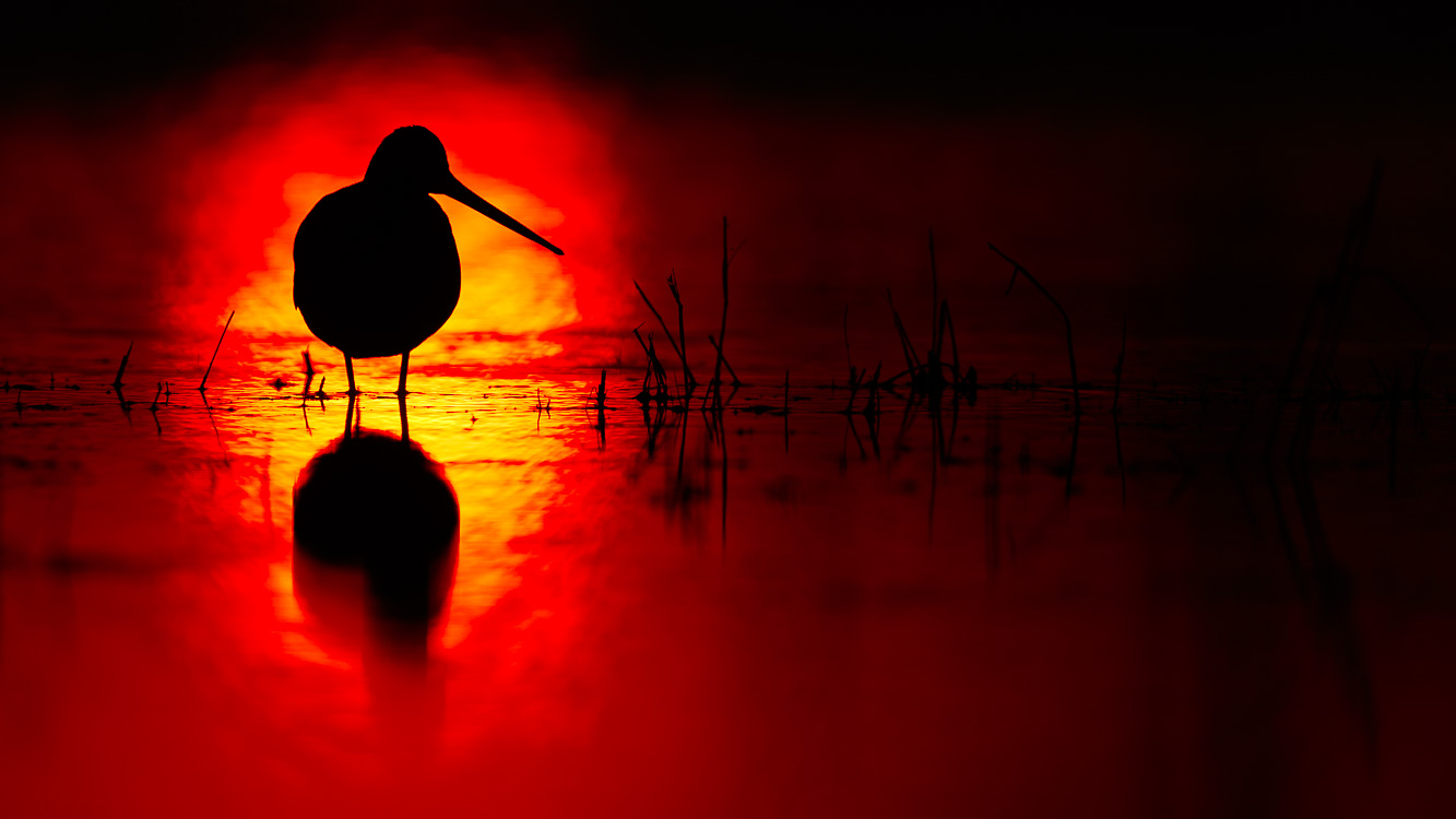 Uferschnepfe im Sonnenuntergang