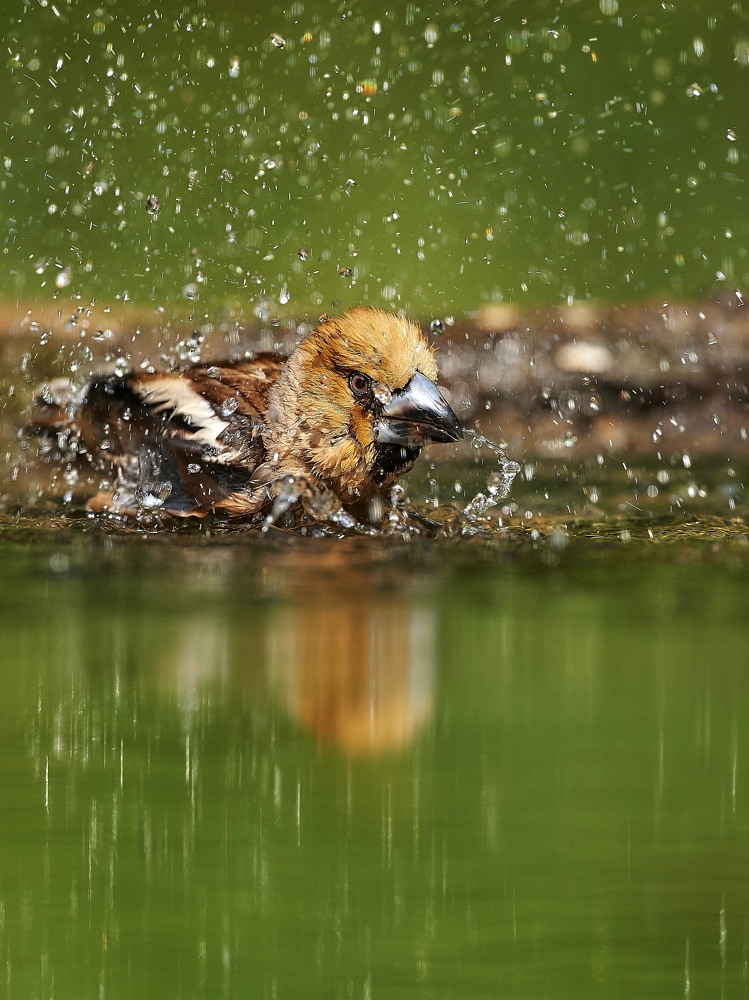 Sommer in Sicht.....
