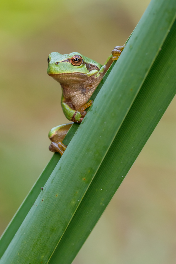 Der Laubfrosch ...