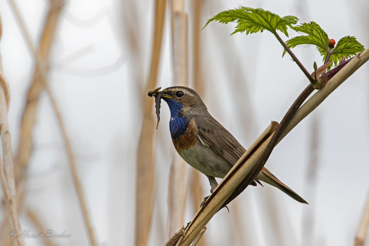 Blaukehlchen