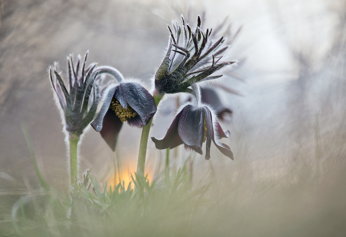 Dunkle Wiesenkuhschellen