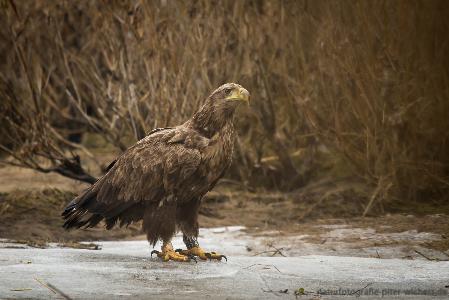 Seeadler..