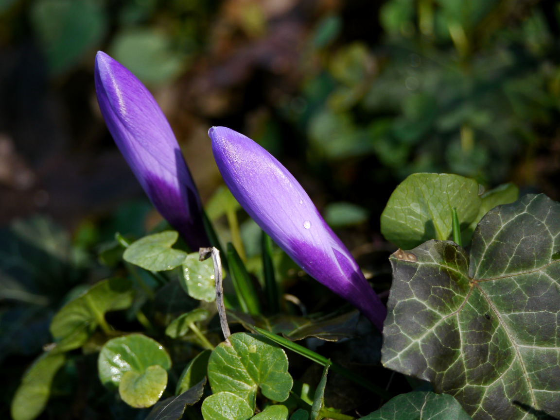 Vorfrühling