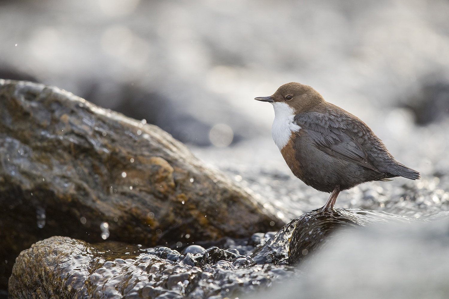 Wasseramsel...