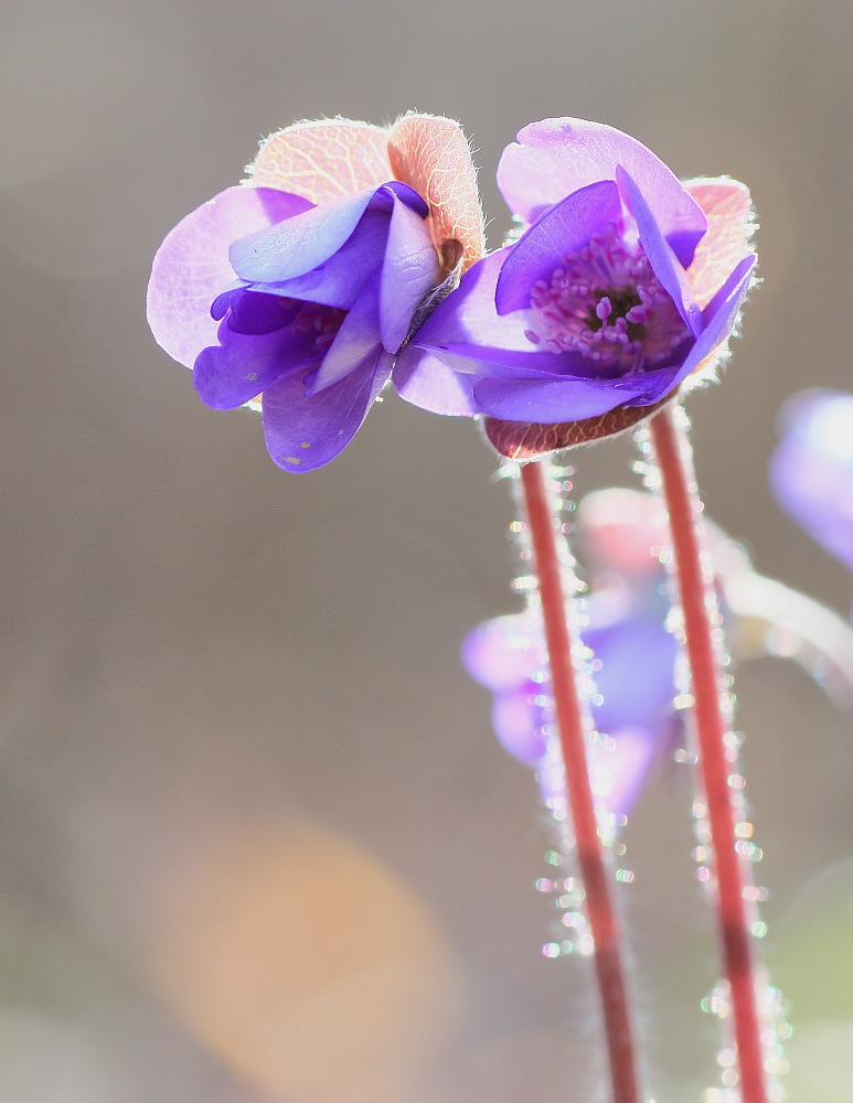 Leberblümchen