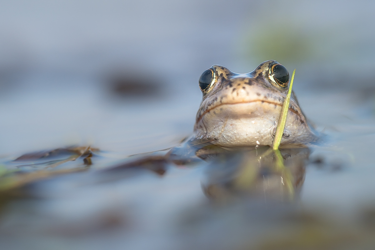 Ein Moorfrosch
